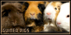 Guinea Pigs